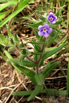 Stenosolenium Saxatile Extract 